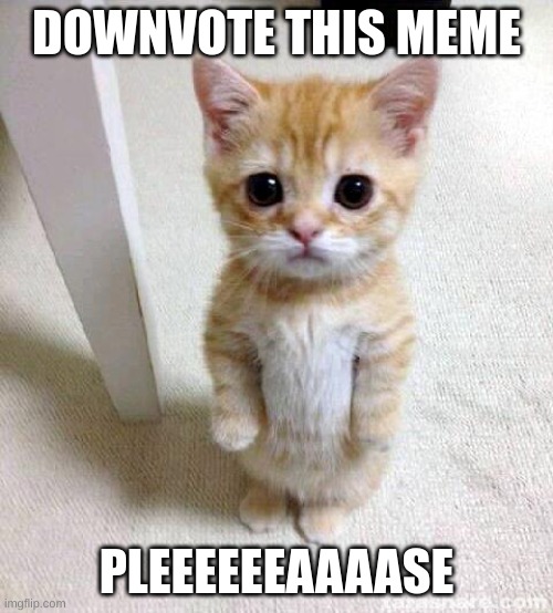 Cute Cat Meme | DOWNVOTE THIS MEME; PLEEEEEEAAAASE | image tagged in memes,cute cat | made w/ Imgflip meme maker