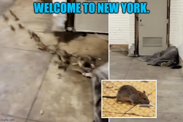 And In Today's News | WELCOME TO NEW YORK. | image tagged in memes,politics,rats,homeless,blanket,new york | made w/ Imgflip meme maker