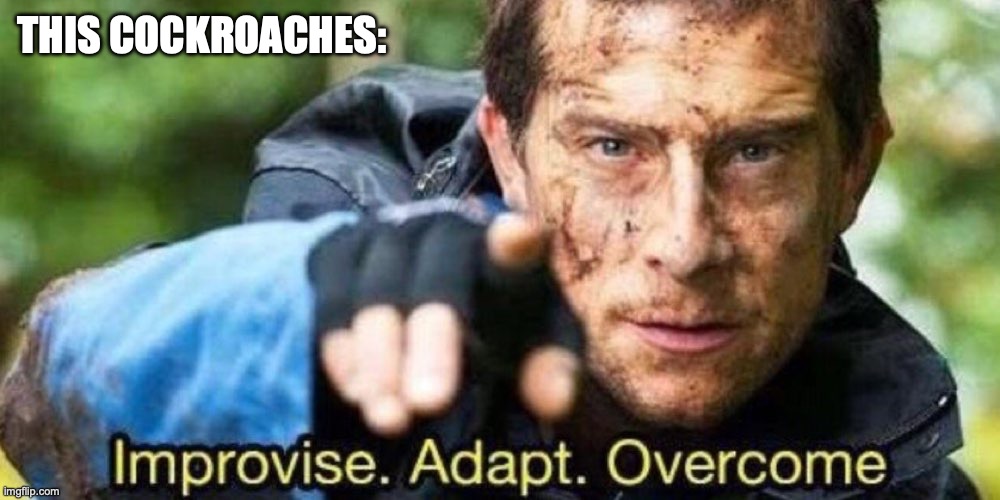 Improvise. Adapt. Overcome | THIS COCKROACHES: | image tagged in improvise adapt overcome | made w/ Imgflip meme maker