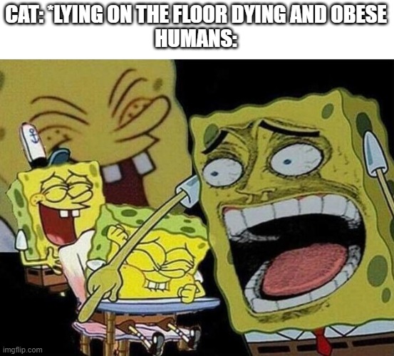 Spongebob laughing Hysterically | CAT: *LYING ON THE FLOOR DYING AND OBESE
HUMANS: | image tagged in spongebob laughing hysterically | made w/ Imgflip meme maker