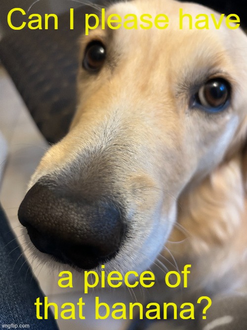 She just sits there and waits for a piece. | Can I please have; a piece of that banana? | image tagged in dogs,banana,funny | made w/ Imgflip meme maker