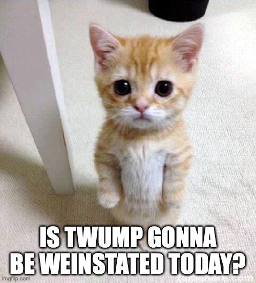 Cute Cat Meme | IS TWUMP GONNA BE WEINSTATED TODAY? | image tagged in memes,cute cat | made w/ Imgflip meme maker