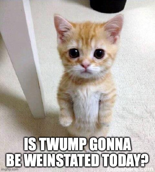 Cute Cat | IS TWUMP GONNA BE WEINSTATED TODAY? | image tagged in memes,cute cat | made w/ Imgflip meme maker