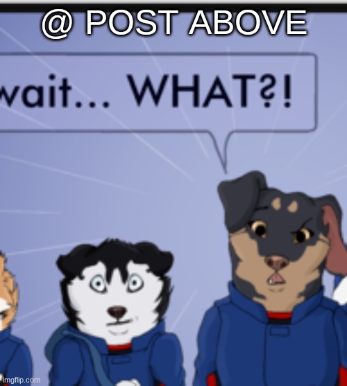Wait what?! | @ POST ABOVE | image tagged in wait what | made w/ Imgflip meme maker