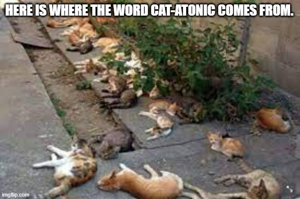 meme by Brad cat-atonic cats | HERE IS WHERE THE WORD CAT-ATONIC COMES FROM. | image tagged in cat,cats,funny cats,cat meme,funny cat memes,humor | made w/ Imgflip meme maker