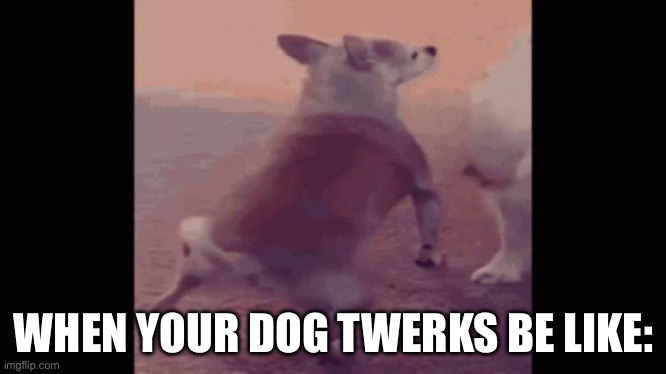 Doge twerk | WHEN YOUR DOG TWERKS BE LIKE: | image tagged in twerking | made w/ Imgflip meme maker