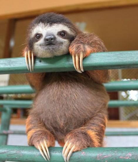 High Quality Cute Sloth Blank Meme Template