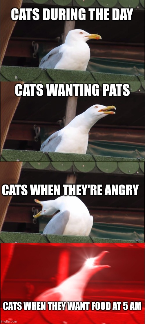 kat | CATS DURING THE DAY; CATS WANTING PATS; CATS WHEN THEY'RE ANGRY; CATS WHEN THEY WANT FOOD AT 5 AM | image tagged in memes,inhaling seagull | made w/ Imgflip meme maker