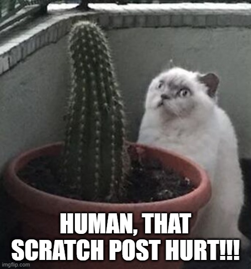 Scratch Post | HUMAN, THAT SCRATCH POST HURT!!! | image tagged in funny cat | made w/ Imgflip meme maker