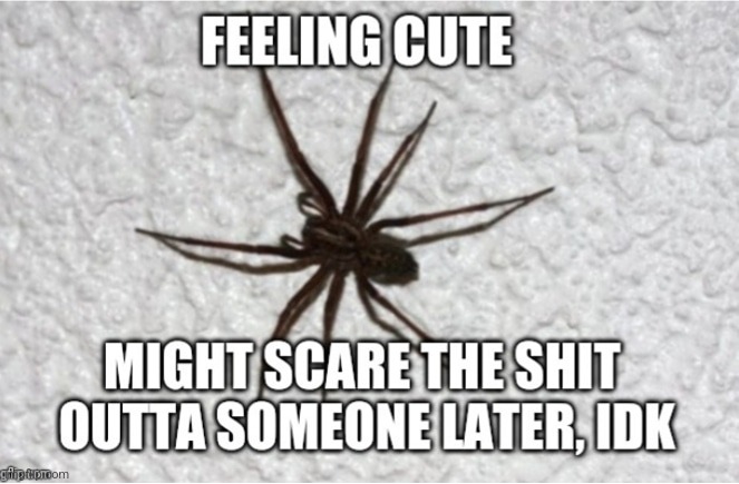 Feeling cute spider | image tagged in feeling cute spider | made w/ Imgflip meme maker