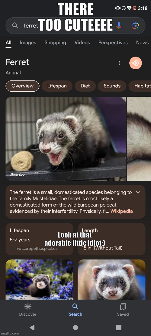 I WANT A FERRET SO BAD ISTG | THERE TOO CUTEEEE; Look at that adorable little idiot:) | image tagged in ferret,cute,google | made w/ Imgflip meme maker