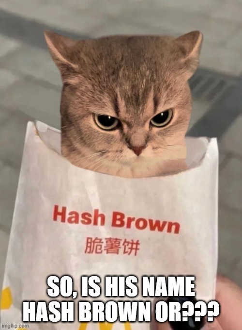 Hash Brown | SO, IS HIS NAME HASH BROWN OR??? | image tagged in funny cat | made w/ Imgflip meme maker