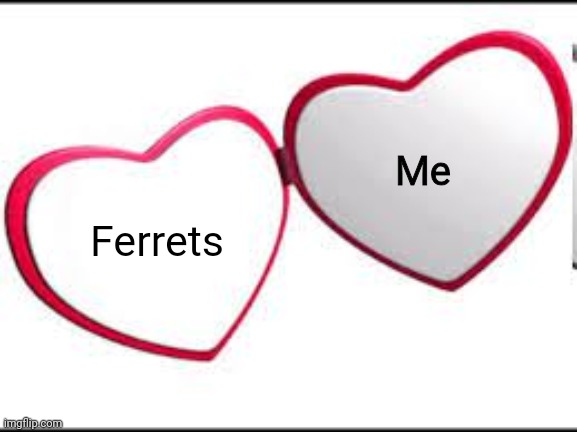 My beloved | Ferrets Me | image tagged in my beloved | made w/ Imgflip meme maker
