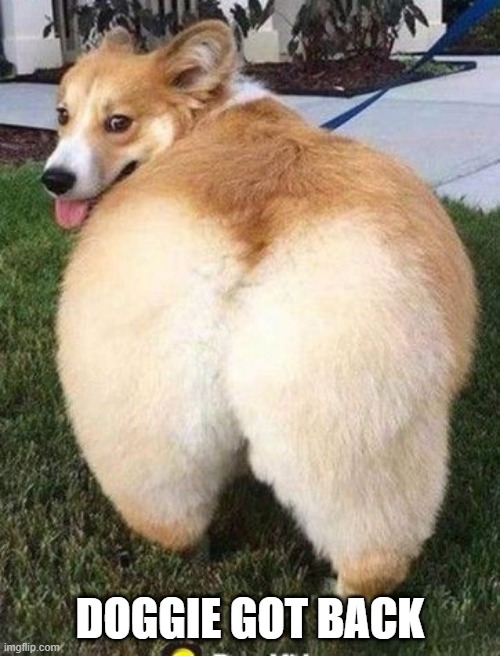 Dog Booty | DOGGIE GOT BACK | image tagged in funny dog | made w/ Imgflip meme maker