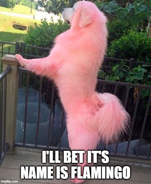 Pink Dog | I'LL BET IT'S NAME IS FLAMINGO | image tagged in funny dog | made w/ Imgflip meme maker