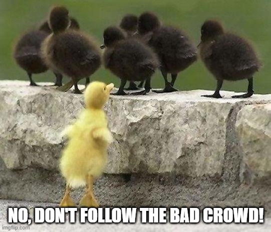 Bad Ducks | NO, DON'T FOLLOW THE BAD CROWD! | image tagged in funny ducks | made w/ Imgflip meme maker