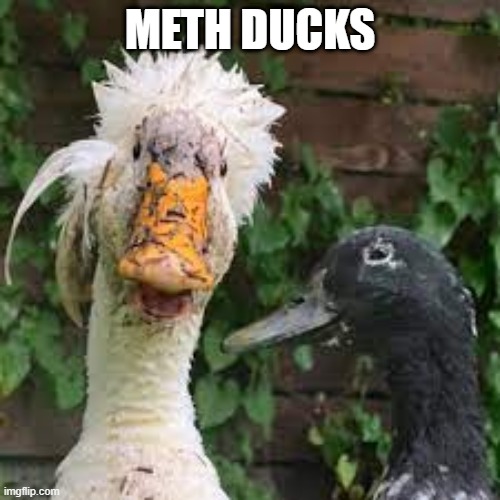 Don't Do Meth | METH DUCKS | image tagged in funny ducks | made w/ Imgflip meme maker