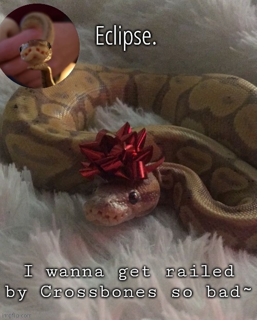 I wanna get railed by Crossbones so bad~ | image tagged in eclipse festive temp ty corpse | made w/ Imgflip meme maker