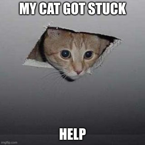 His name is Cinnamon (rp) | MY CAT GOT STUCK; HELP | image tagged in memes,ceiling cat | made w/ Imgflip meme maker