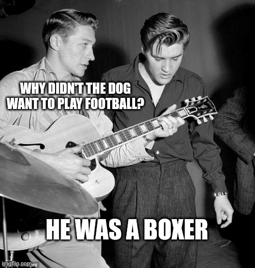 Daddy rabbit memes | WHY DIDN'T THE DOG WANT TO PLAY FOOTBALL? HE WAS A BOXER | image tagged in daddy rabbit memes,elvis,funny,dogs | made w/ Imgflip meme maker