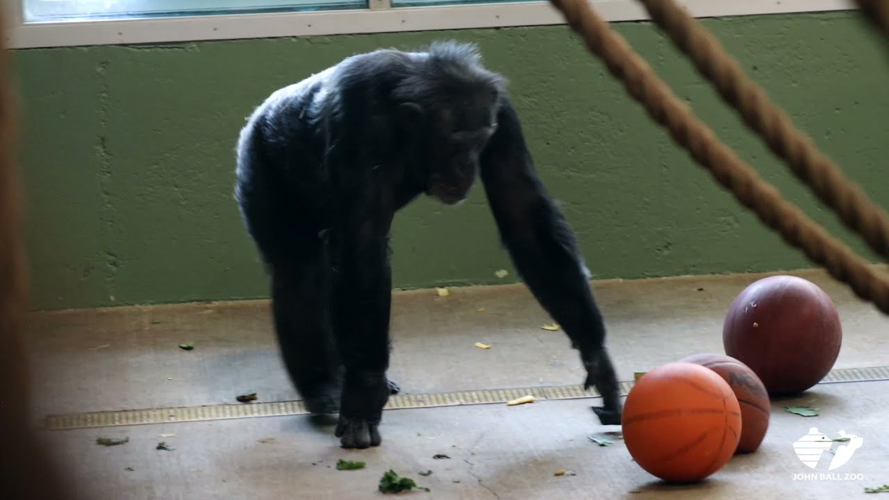 monkeyball Blank Meme Template