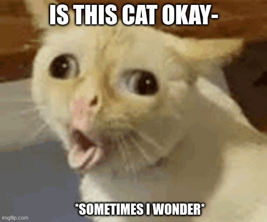 IsThisCatOkay? | IS THIS CAT OKAY-; *SOMETIMES I WONDER* | image tagged in cat,funny,sometimes i wonder | made w/ Imgflip meme maker