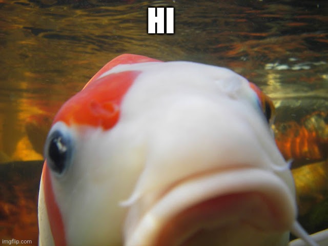 Koi | HI | image tagged in koi | made w/ Imgflip meme maker