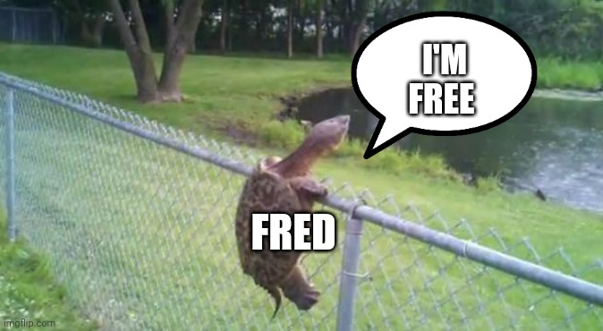 turtle fence escape | FRED I'M FREE | image tagged in turtle fence escape | made w/ Imgflip meme maker