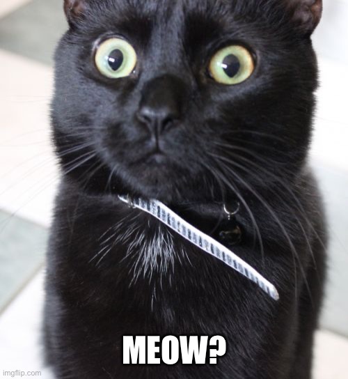 My cat wants some food ? | MEOW? | image tagged in memes,woah kitty | made w/ Imgflip meme maker