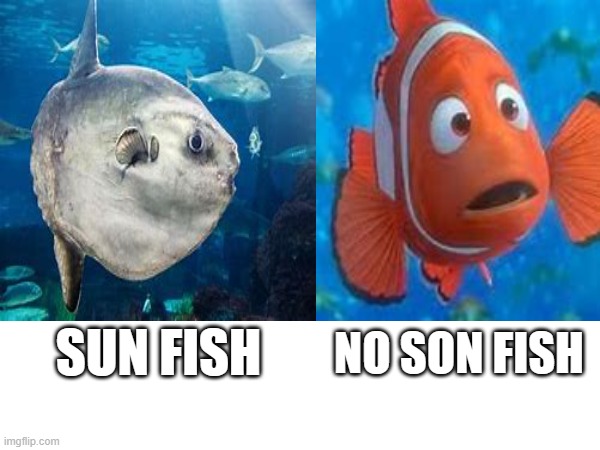 Son Fish | SUN FISH; NO SON FISH | image tagged in me when | made w/ Imgflip meme maker