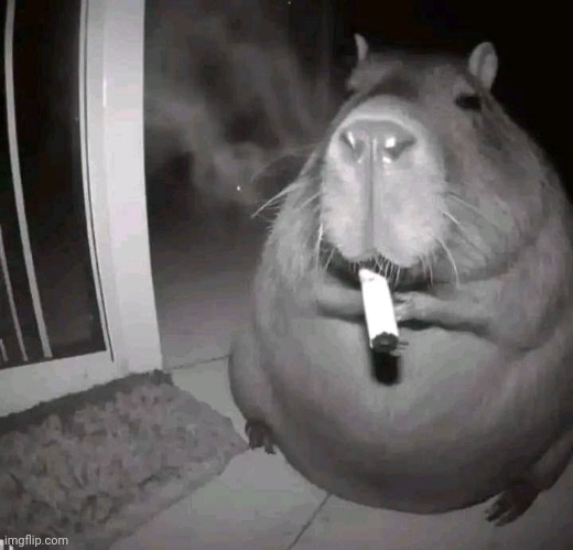 Have a Ratato-smoke... | image tagged in funny,memes,rats,smoking | made w/ Imgflip meme maker