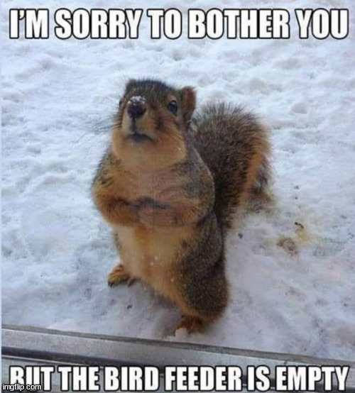 Feed me | image tagged in repost,begging,squirrel,hungry | made w/ Imgflip meme maker