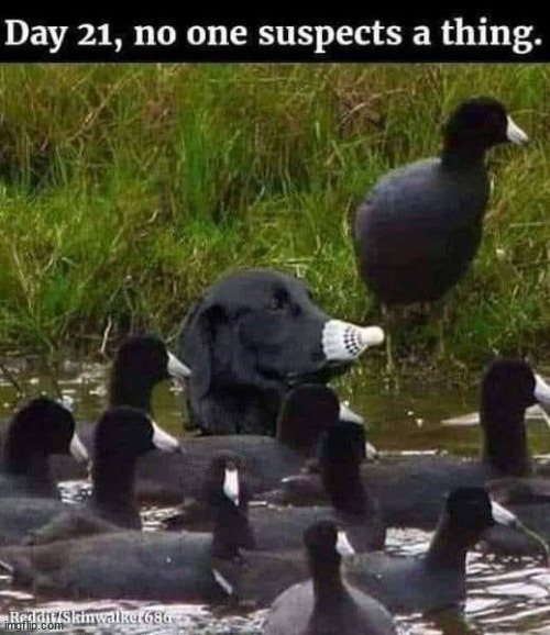 Camouflage | image tagged in repost,quack,camouflage | made w/ Imgflip meme maker