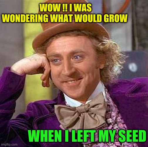 Creepy Condescending Wonka Meme | WOW !! I WAS WONDERING WHAT WOULD GROW WHEN I LEFT MY SEED | image tagged in memes,creepy condescending wonka | made w/ Imgflip meme maker
