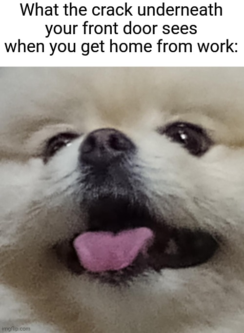 isn't he just the cutest guy in the universe? | What the crack underneath your front door sees when you get home from work: | image tagged in pomeranian | made w/ Imgflip meme maker