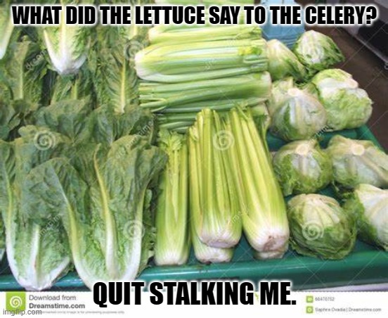 Daily Bad Dad Joke January 11, 2024 | WHAT DID THE LETTUCE SAY TO THE CELERY? QUIT STALKING ME. | image tagged in lettuce | made w/ Imgflip meme maker