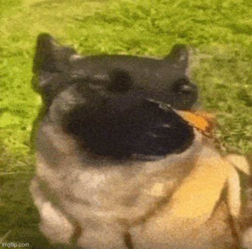 dog with butterfly | image tagged in dog with butterfly | made w/ Imgflip meme maker