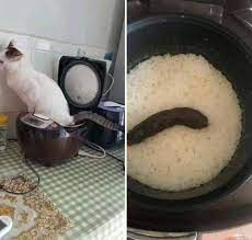 High Quality Cat Shat In A Rice Cooker Blank Meme Template