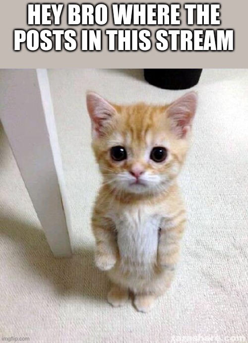 2nd post | HEY BRO WHERE THE POSTS IN THIS STREAM | image tagged in memes,cute cat | made w/ Imgflip meme maker