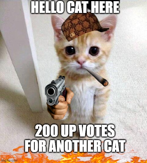 Cute Cat Meme | HELLO CAT HERE; 200 UP VOTES FOR ANOTHER CAT | image tagged in memes,cute cat | made w/ Imgflip meme maker