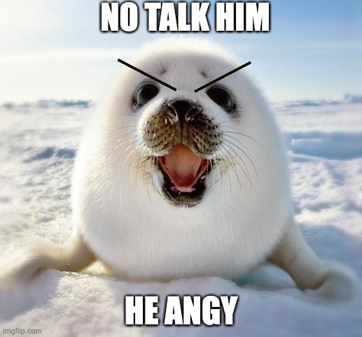 A N G Y | NO TALK HIM; HE ANGY | image tagged in baby seal | made w/ Imgflip meme maker