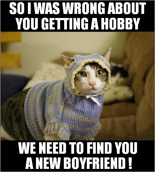 Cat Unimpressed With Her Owner ! | SO I WAS WRONG ABOUT
YOU GETTING A HOBBY; WE NEED TO FIND YOU 
A NEW BOYFRIEND ! | image tagged in cats,unimpressed,knitting | made w/ Imgflip meme maker
