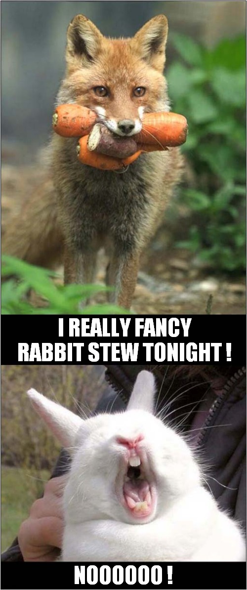 Foxy Cuisine ! | I REALLY FANCY RABBIT STEW TONIGHT ! NOOOOOO ! | image tagged in fox,stew,rabbit,dark humour | made w/ Imgflip meme maker
