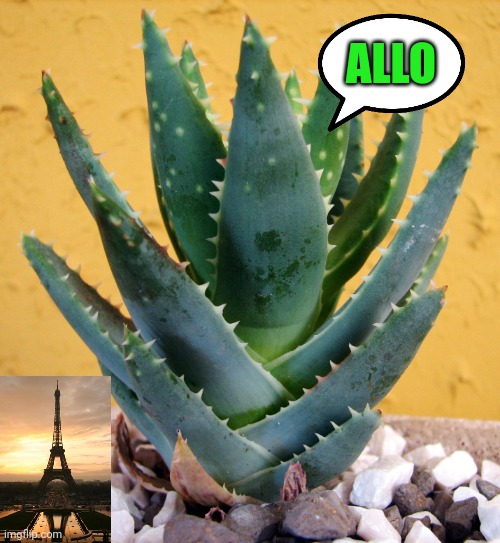 Aloe | ALLO | image tagged in aloe | made w/ Imgflip meme maker