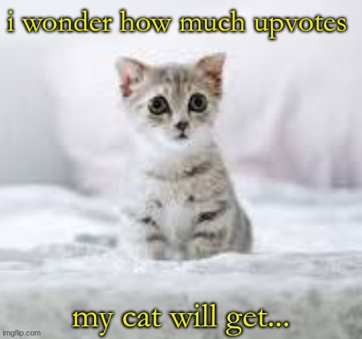 cat cat cat cat cat cat cat cat cat cat cat cat cat cat cat cat cat cat cat cat cat cat cat cat cat cat cat cat cat cat cat cat  | made w/ Imgflip meme maker