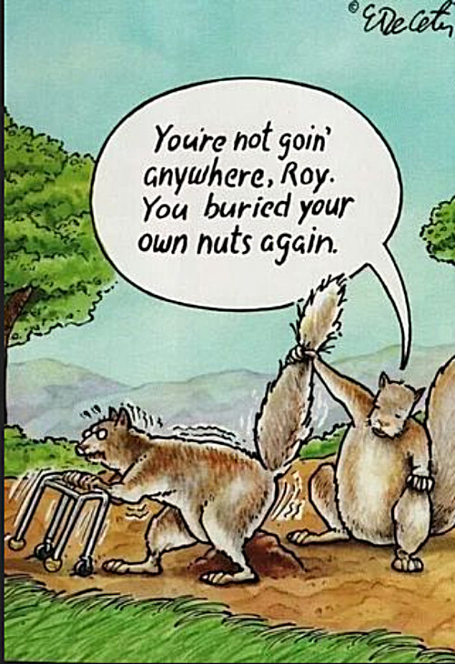 An old squirrel and his nuts | image tagged in memes,comics,humor,squirrel | made w/ Imgflip meme maker