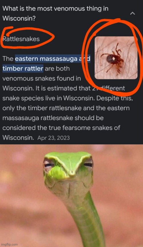 Rattlesnakes | image tagged in skeptical snake,you had one job,memes,rattlesnakes,venomous,snakes | made w/ Imgflip meme maker