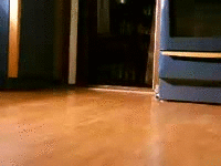 The running of the corgis! | image tagged in gifs,puppies,cute | made w/ Imgflip video-to-gif maker