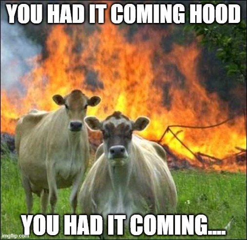 Evil Cows Meme | YOU HAD IT COMING HOOD; YOU HAD IT COMING.... | image tagged in memes,evil cows | made w/ Imgflip meme maker
