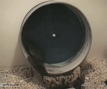 Hamster wheel Blank Meme Template